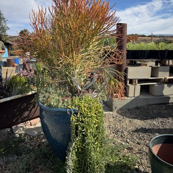 Waterwise Botanicals - Nurseries & Gardening Near Me - Bonsall, California