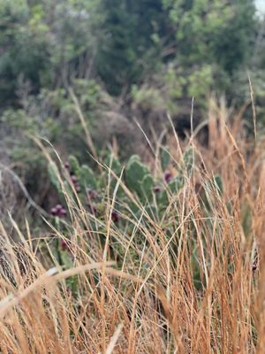 Anastasia State Park by null