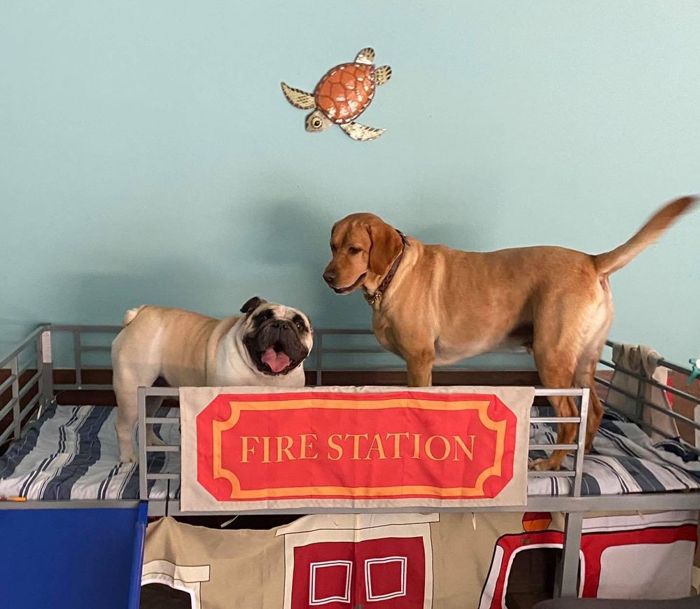 PAWS PARADISE FUR LIFE Updated October 2024 26 Photos 4408 Rd, Tampa, Florida Pet