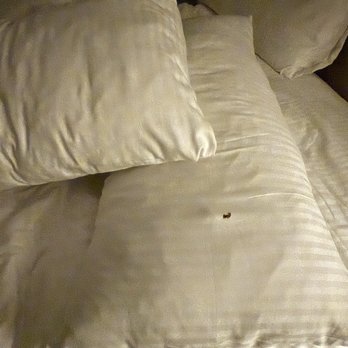 Caesars Palace - BED BUGGS - Hotels Near Me - Las Vegas, Nevada Caesars Palace - BED BUGGS - Hotels Near Me - Las Vegas, Nevada