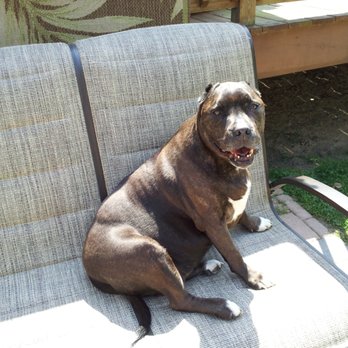 Kristi's Critter Care - No walk for me. I'm working on my tan. - Dog Walkers Near Me Kristi's Critter Care - No walk for me. I'm working on my tan. - Dog Walkers Near Me
