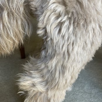 Paws At Main - Pet Groomers Near Me - Corona, California Paws At Main - Pet Groomers Near Me - Corona, California