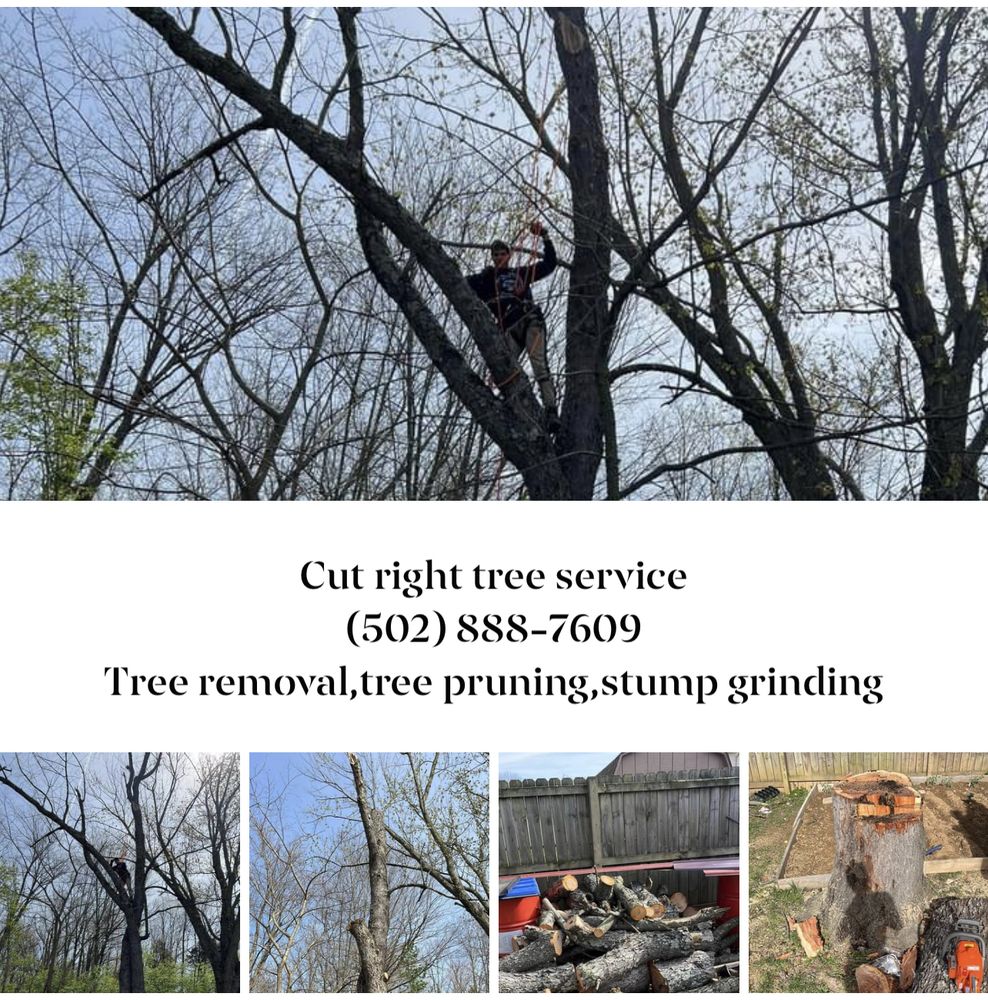 CUT RIGHT SERVICE - Tree Services - Louisville, KY - Phone Number - Yelp