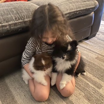 Happy Day Poms - Bubba the chocolate tri  Josh has some of the most beautiful Poms! - Pet Breeders Near Me