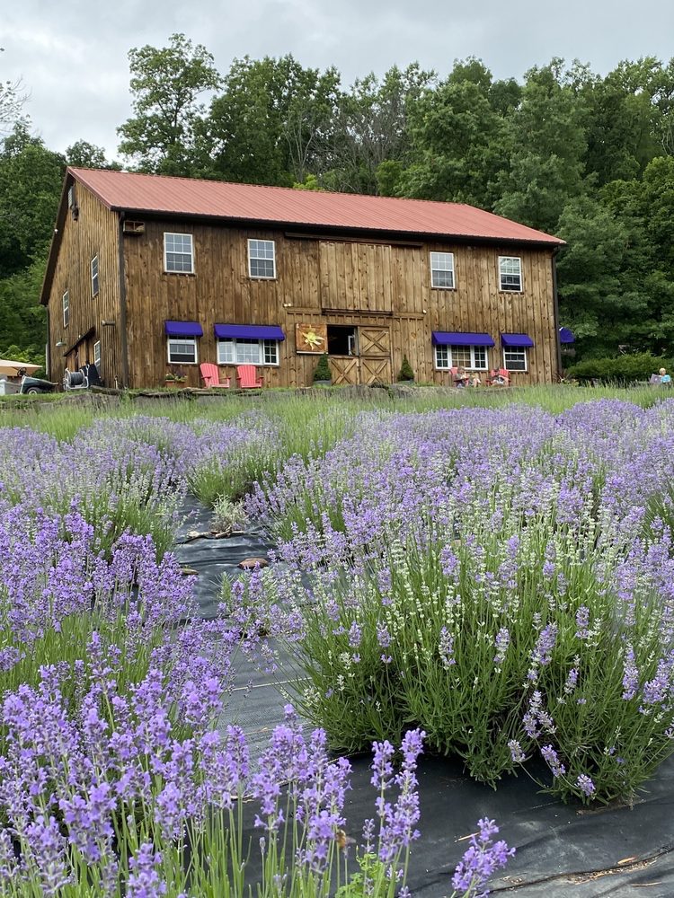 PEACE VALLEY LAVENDER FARM Updated July 2024 48 Photos & 26 Reviews
