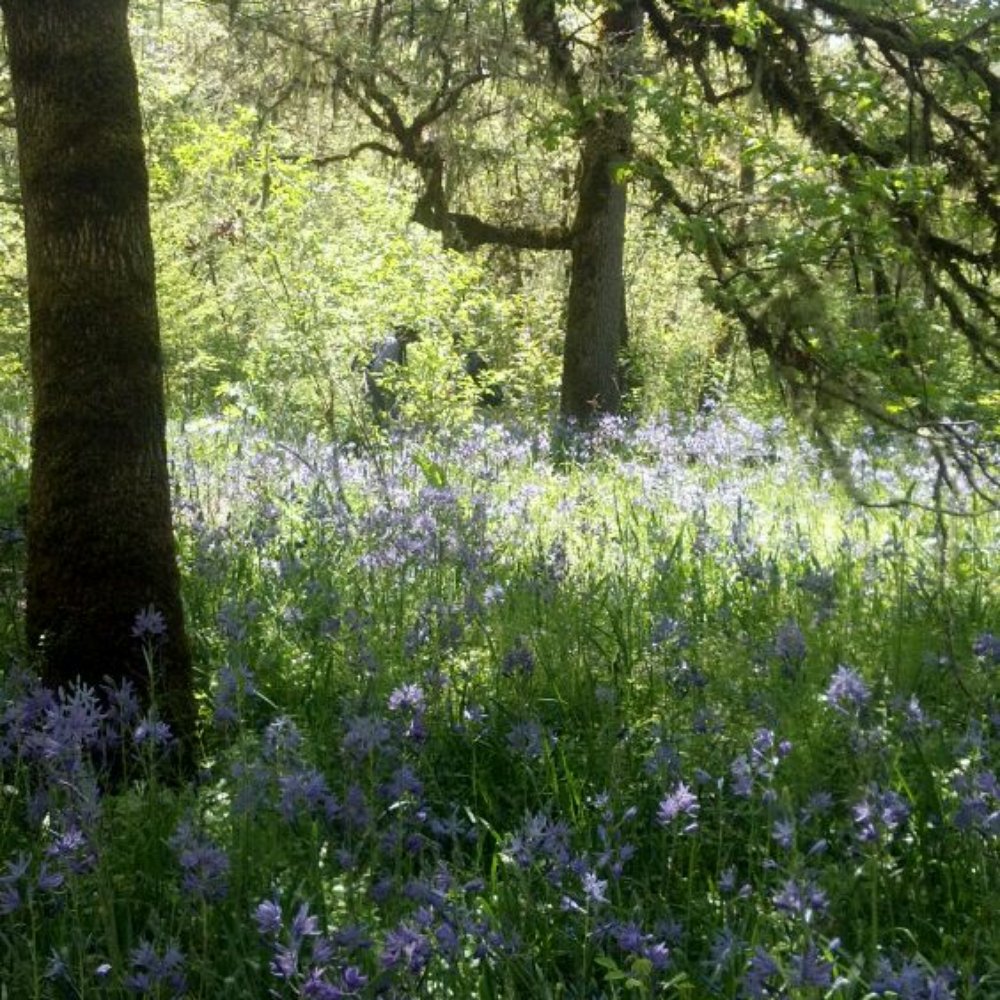 Mount Pisgah Arboretum - Blossoming meadow - Venues & Event Spaces Near Me - Eugene, Oregon Mount Pisgah Arboretum - Blossoming meadow - Venues & Event Spaces Near Me - Eugene, Oregon