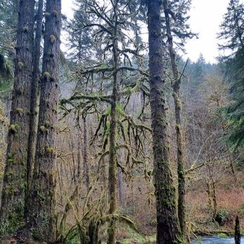 Sweet creek trail - Hiking Near Me - Mapleton, Oregon Sweet creek trail - Hiking Near Me - Mapleton, Oregon