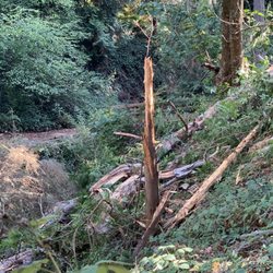 Innis Arden - Where a couple trees fell after a few days of rain (Friday 29 September 2023).