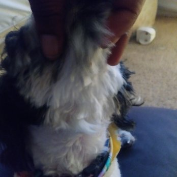 Boutique A Yoyo - Pet Groomers Near Me - Hampton, Virginia Boutique A Yoyo - Pet Groomers Near Me - Hampton, Virginia