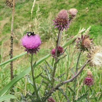 Cahokia Mounds - honey bee on thistles on Monk's Mound in July - Parks Near Me - Collinsville, Illinois Cahokia Mounds - honey bee on thistles on Monk's Mound in July - Parks Near Me - Collinsville, Illinois