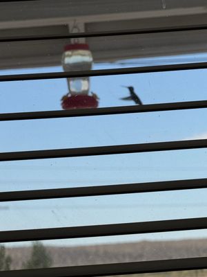 The Red Hen Cafe by null