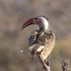 Hornbill