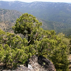 Joaquin Miller Trail #219 - Joaqum Miller Trail, May 2012