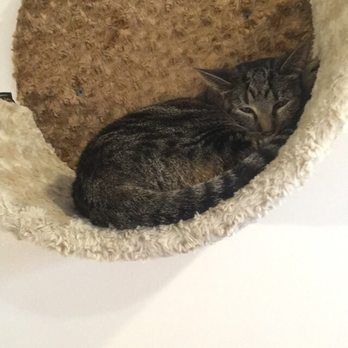 The Cat Cafe - Coffee & Tea Near Me - San Diego, California The Cat Cafe - Coffee & Tea Near Me - San Diego, California