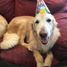 There's no place Teddy would rather spend his 15th birthday than with his friends at The Dog Lodge!