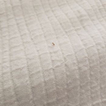 Holiday Inn Palmdale-Lancaster - Bug in Hotel bed at Holiday Inn Palmdale - Hotels Near Me - Palmdale, California
