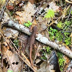 Spyglass Ridge Open Space - Spyglass - one of so many cuties crossing our path today.  Watch your step!