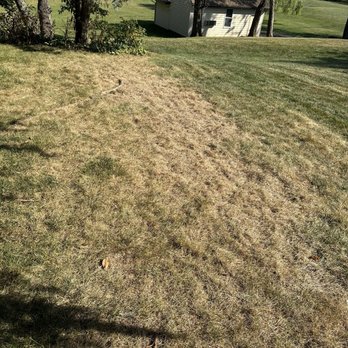 TruGreen Lawn Care - My backyard after TruGreen killed the grass. - Tree Services Near Me - Allentown, Pennsylvania