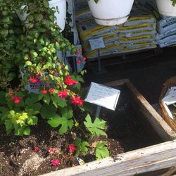 El-Mel - Grapes and asparagus with annual hanging baskets