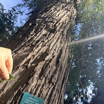 UCLA Mathias Botanical Garden - Lots of peppermint variant trees - Botanical Gardens Near Me - Los Angeles, California