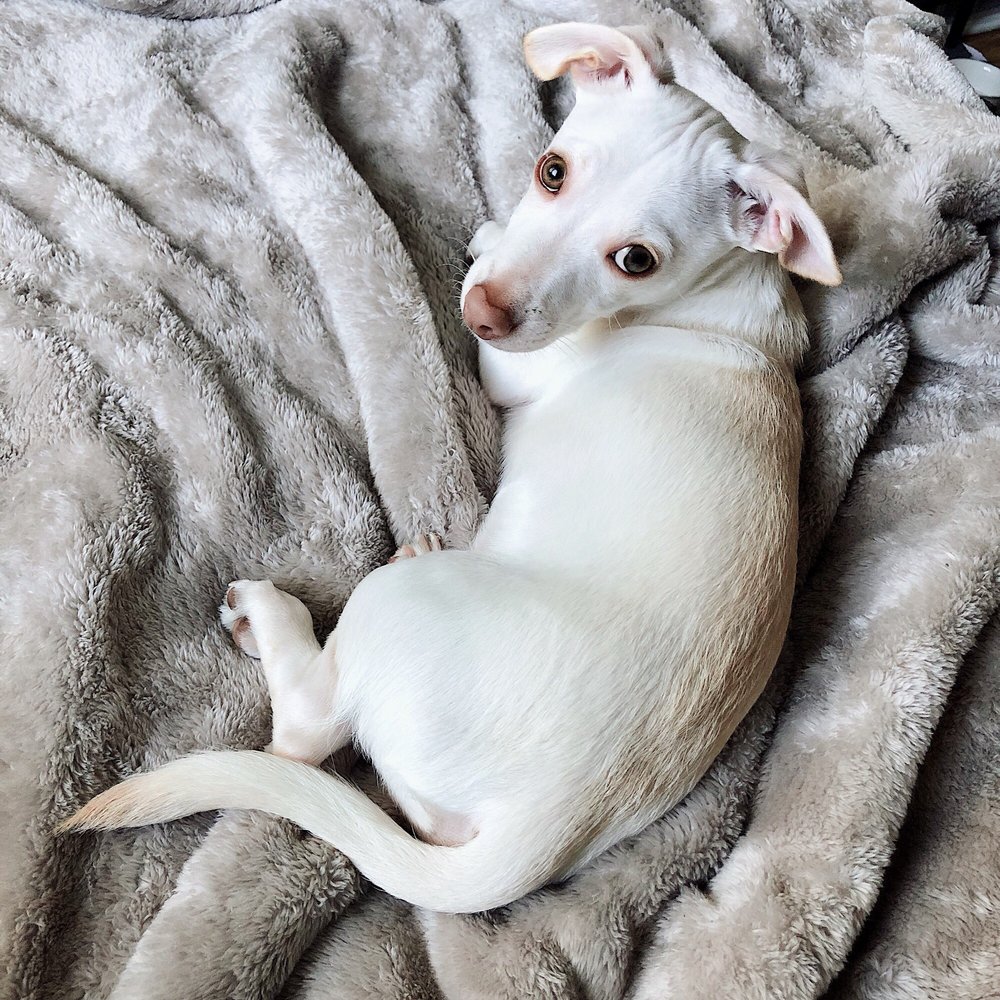 UNI PET CLINIC SAN JOSE 84 Photos & 111 Reviews 595 N First St