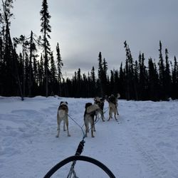 Black Spruce Dog Sledding