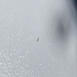Haselwood Hyundai - Paint chip mark on hood. I have video and photos of my vehicle prior to drop-off, this was not here before.