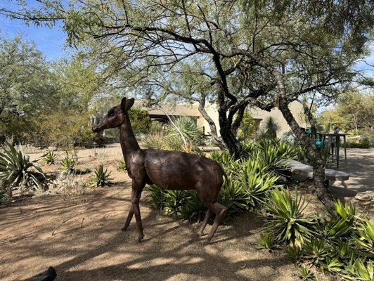 Tohono Chul | Gardens, Galleries, and Bistro by null