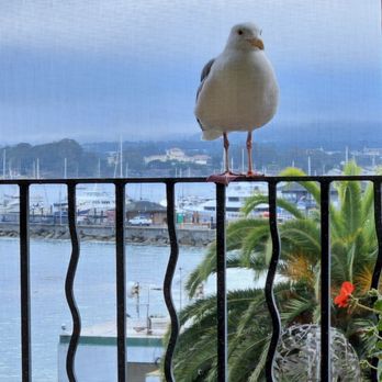 Monterey Bay Inn - Made a friend while visiting - Hotels Near Me - Monterey, California Monterey Bay Inn - Made a friend while visiting - Hotels Near Me - Monterey, California