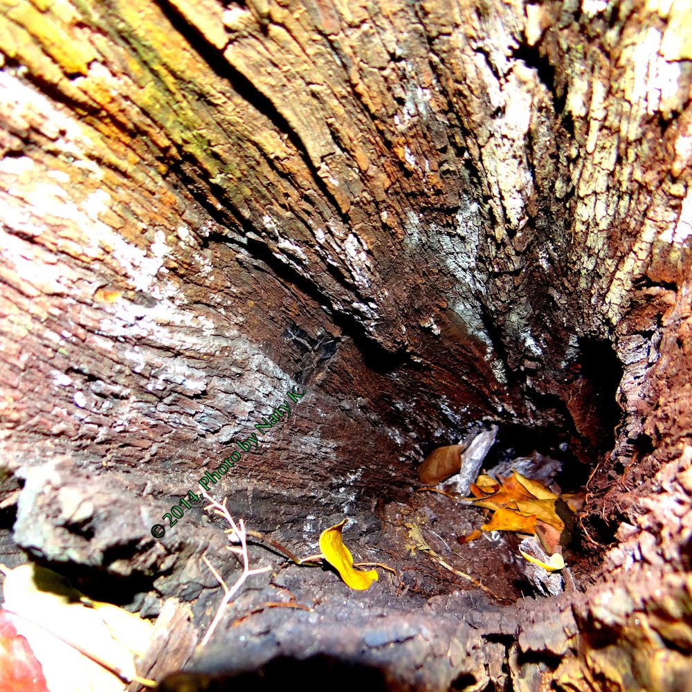 Simpson Park - Looking down inside a tree bark. - Parks Near Me - Miami, Florida Simpson Park - Looking down inside a tree bark. - Parks Near Me - Miami, Florida