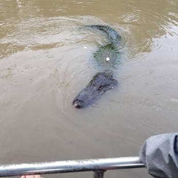 Ultimate Swamp Adventures - Tours Near Me - Westwego, Louisiana Ultimate Swamp Adventures - Tours Near Me - Westwego, Louisiana