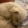 Photo of Pawllywood Pet Grooming