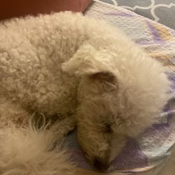 Pawllywood Pet Grooming - Shortened ears by Pawllywood in cold weather!
