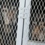 Photo of Dodge Boarding Kennels