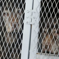 Dodge Boarding Kennels - hundreds of dogs found dead in freezers....this is your great kennel?