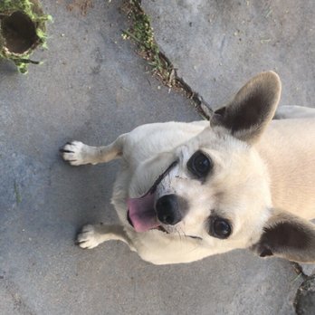 Dog Days Inn CA - So photogenic! - Pet Boarding Near Me - El Cajon, California