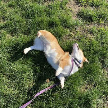 By the Leash K9 - CONFIDENCE started to show through - Pet Training Near Me By the Leash K9 - CONFIDENCE started to show through - Pet Training Near Me