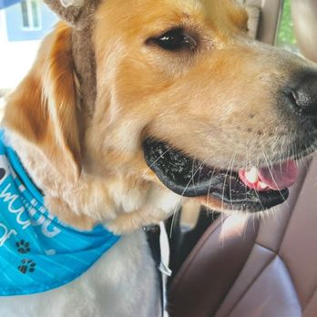 Suite Dog Daze - Pet Groomers Near Me - Salem, Oregon