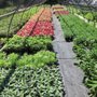 Photo of Twin Orchards Nursery