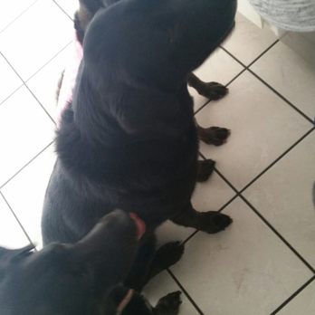 Canine Coiffures - Pet Groomers Near Me - Phoenix, Arizona