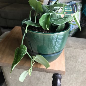 Starflower - Plant and the pot I bought - Florists Near Me - Portland, Oregon Starflower - Plant and the pot I bought - Florists Near Me - Portland, Oregon