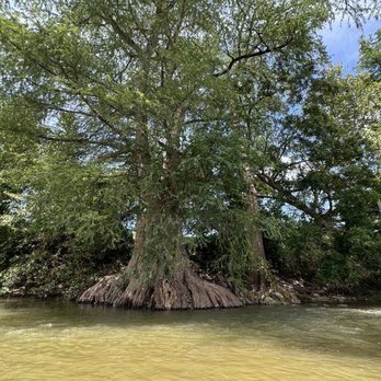 Guadalupe River State Park - Parks Near Me - Spring Branch, Texas Guadalupe River State Park - Parks Near Me - Spring Branch, Texas