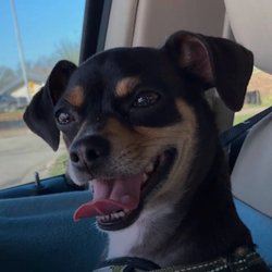 Tomlinson's Feed - My pup loves the treats