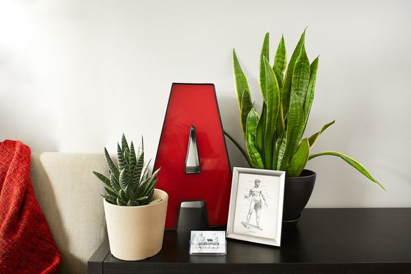 Anatomica // Functional Health and Wellness by null