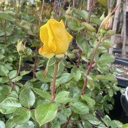 South Bay Roots Nursery - Many colors and roses  Beautiful..