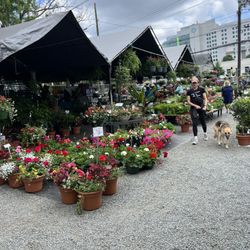 Kings Drive Farmers Market - Plants and flowers galore!!!