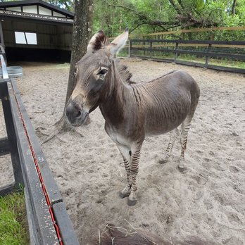 Terra Verde Farm - Zonkey, a donkey zebra hybrid! - Petting Zoos Near Me - Apopka, Florida Terra Verde Farm - Zonkey, a donkey zebra hybrid! - Petting Zoos Near Me - Apopka, Florida