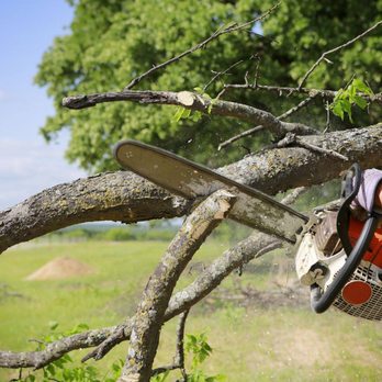 Tree Men - Tree Services Near Me - Mount Pleasant, South Carolina