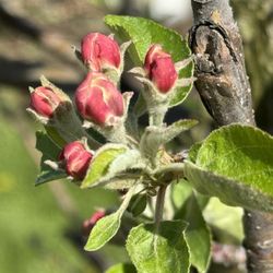Prairie Sky Orchard - Apple blossoms