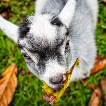 21 Degrees Estate - Cute kid. This mini goats name is Guava. - Tours Near Me - Kaneohe, Hawaii 21 Degrees Estate - Cute kid. This mini goats name is Guava. - Tours Near Me - Kaneohe, Hawaii